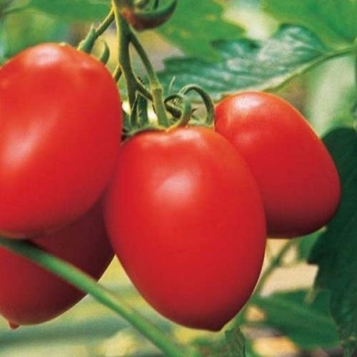 Colibri tomate