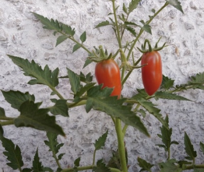 Tomatenkamer verrassing