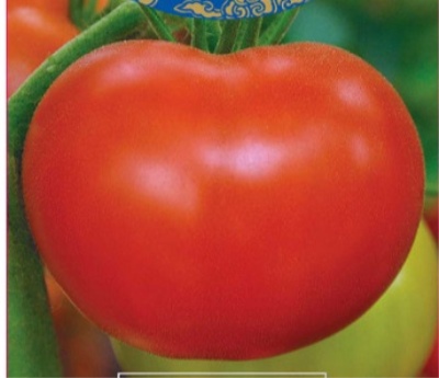 Tomaten Koraalrif