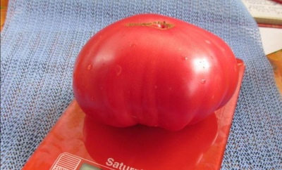 طماطم كورنيفسكي