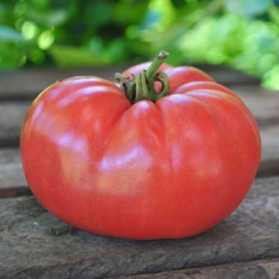 Tomatenkoning der koningen
