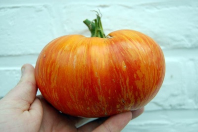 Tomato Raja Kecantikan