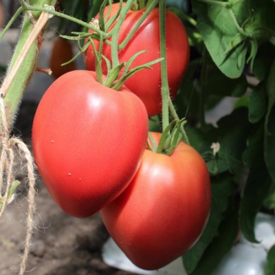 Tomatenkoning van Londen