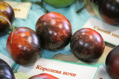 Tomatenkoningin van de nacht