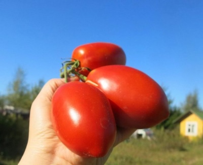 Tomaten-Königspinguin