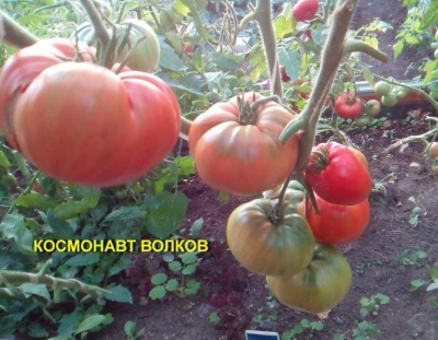 Tomatenkosmonaut Volkov
