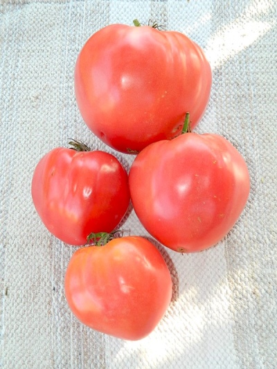 Tomate du Kosovo