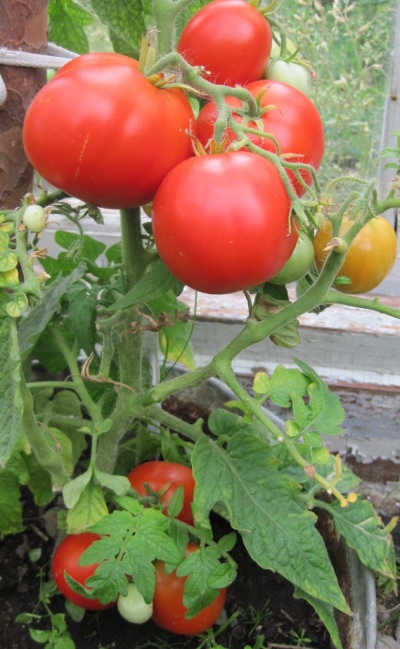 Tomate im hohen Norden