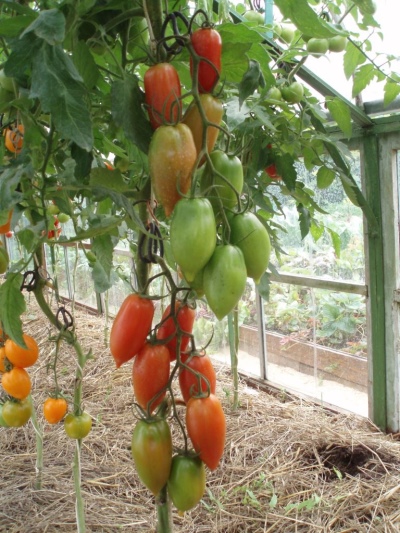 Tomate gut aussehend