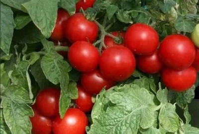 Tomat rød scatter
