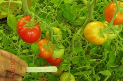Flèche rouge tomate