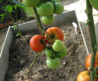 Tomat Krasnobay