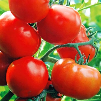 Tomatenhändler