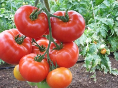 Comerciante de tomates