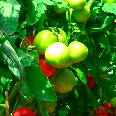 Tomaten Kurtisane