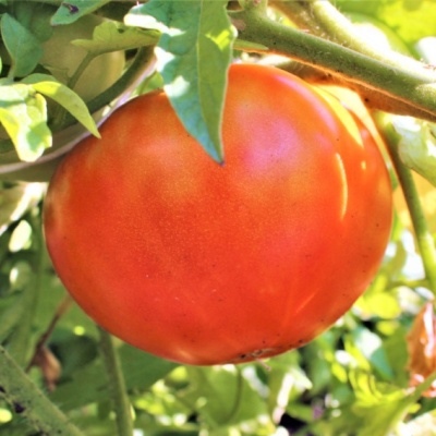 Tomato Koum