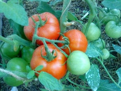 tomat labrador