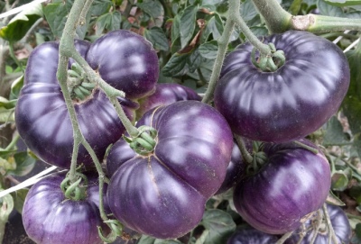 Tomaten-Azur-Riese
