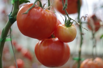 أسطورة الطماطم من Koktebel