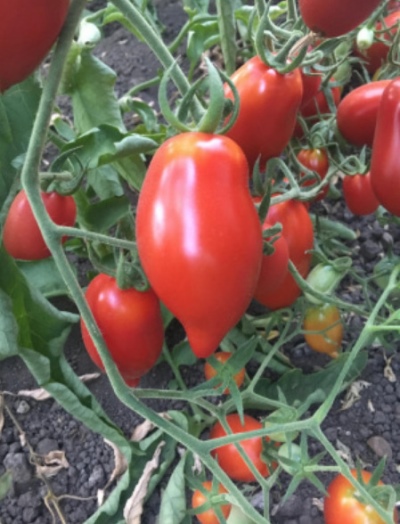 Tomate Légende Tarasenko
