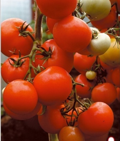 Jardín de verano de tomate