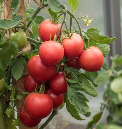 Tomatenlimeren