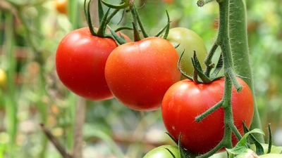 Tomato Lyrica