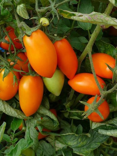 Tomate Chanterelle