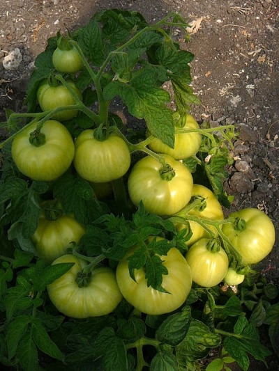 Tomaten Long Keeper