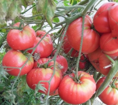 Tomaten Lopatinskie