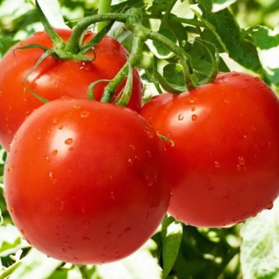 Liang tomat