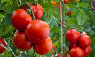 Pomidoras Lyubasha