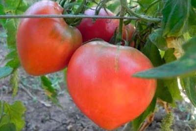 Fiesta favorita de tomate