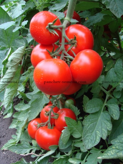 Tomaten Liefde