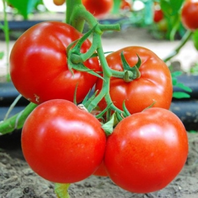 Mahitos de tomate