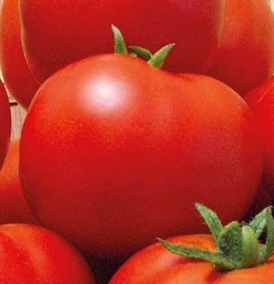 Tomato Maxim