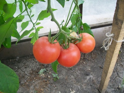 Tomaten-Himbeer-Imperium