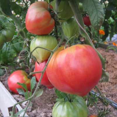 Petirrojo de tomate