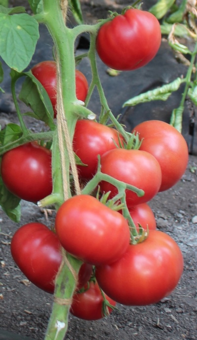 Tomaten-Himbeer-Honig