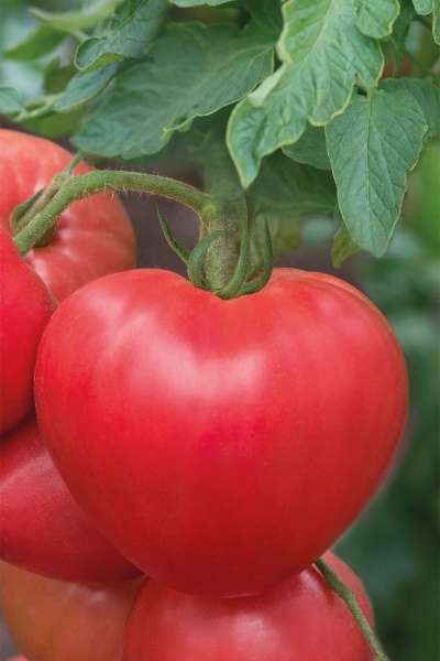 Amanecer de tomate y frambuesa