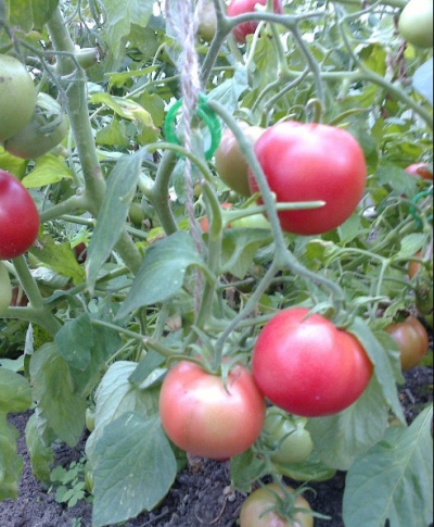 Tomato Raspberry Viscount