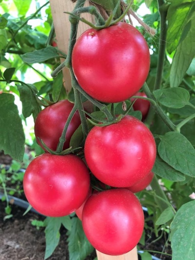 Tiller de tomate y frambuesa