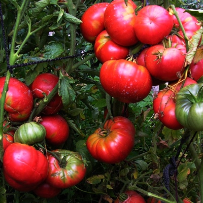 Tomaten Mammoet