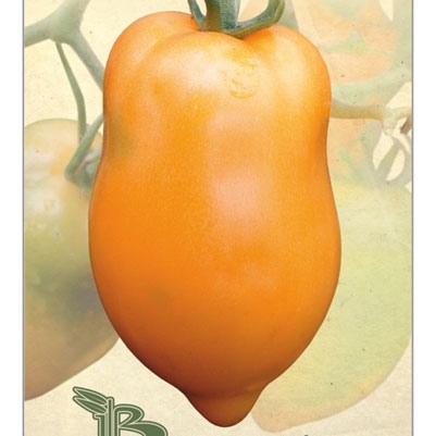 Pomidor Mango Django