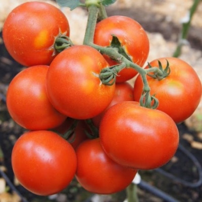 Tomato Martha