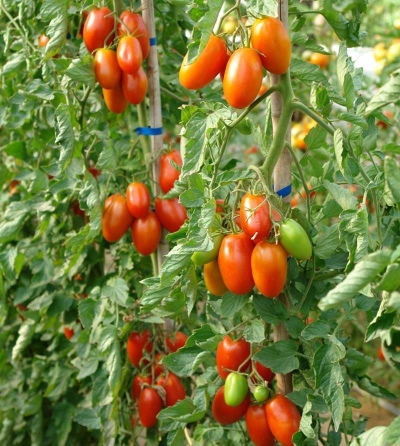 Tomato Marusya