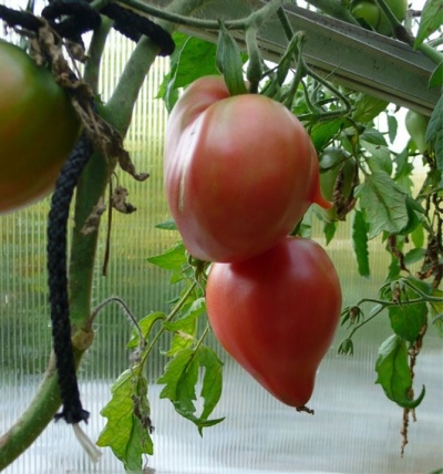 Pomidorų mazarinas