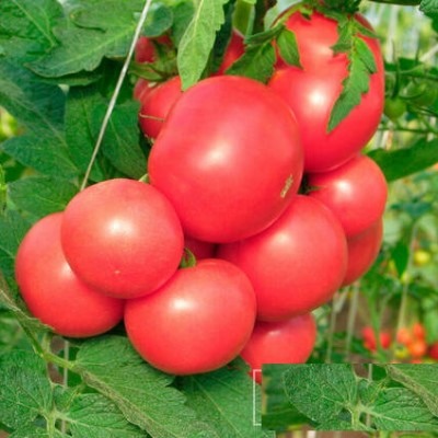 Tomaten Major