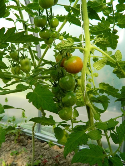 Tomatendroom van een tegenvaller