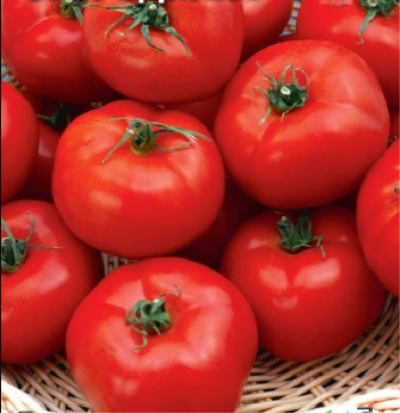 De droom van een tomatentuinier